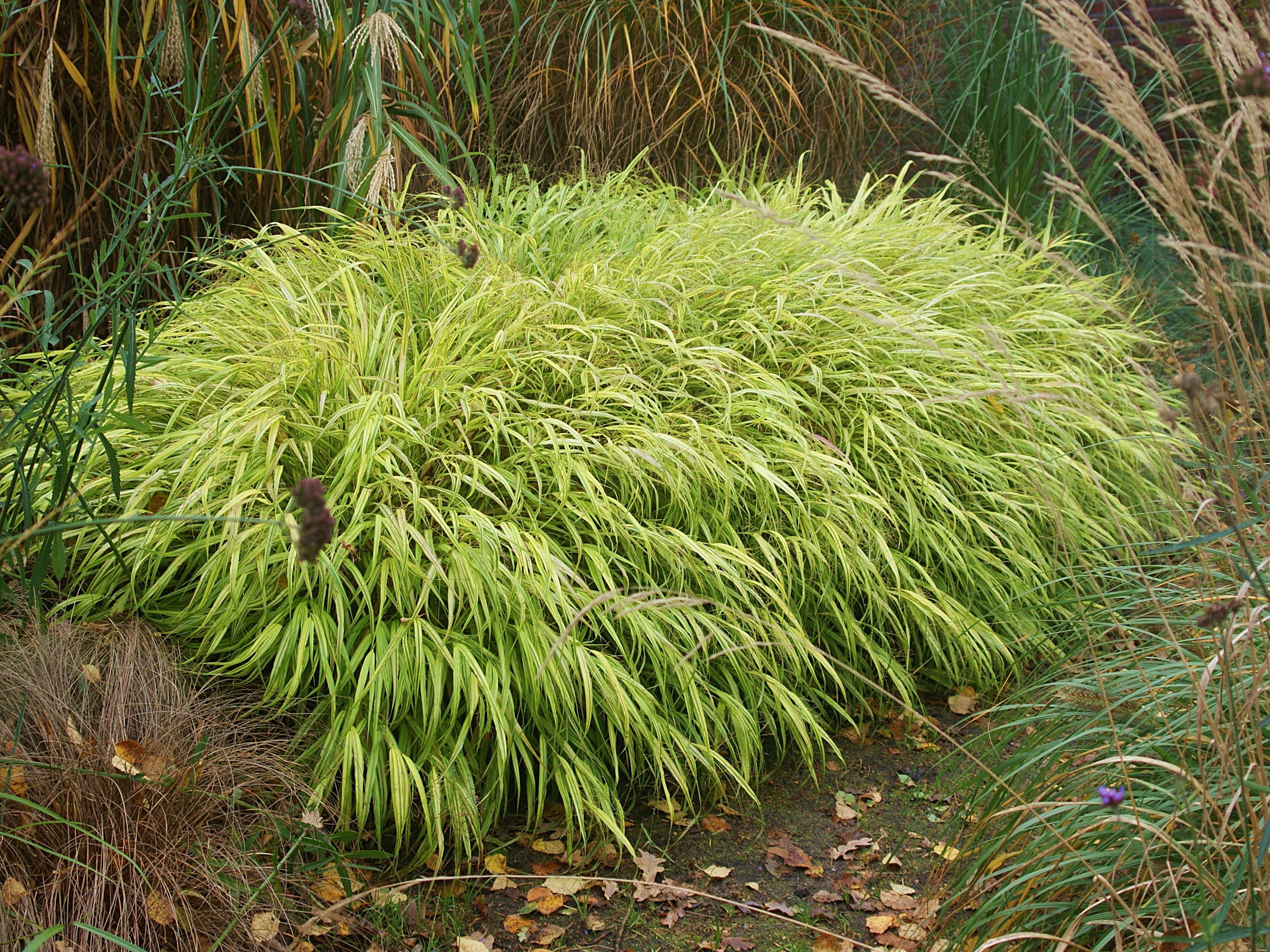 箱根草光环